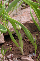 Allium platycaule