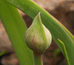 Allium platycaule