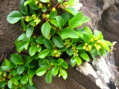 Rhamnus depressa