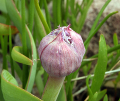 Allium platycaule