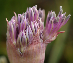 Allium platycaule