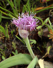 Allium platycaule