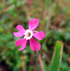 Silene subconica