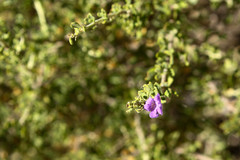 Leucophyllum laevigatum