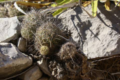 Coryphantha pseudonickelsiae