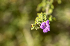 Leucophyllum laevigatum