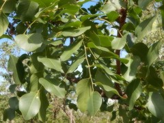Erythrophleum chlorostachys