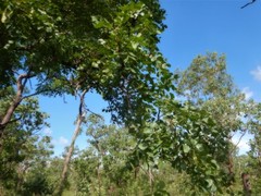 Erythrophleum chlorostachys