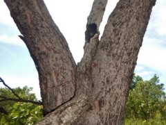 Erythrophleum chlorostachys