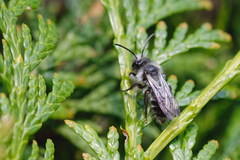 Andrena cineraria
