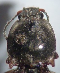 Stropenron pudica