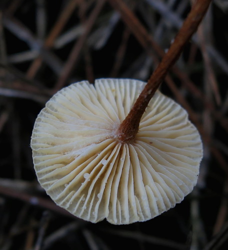 hairy parachute