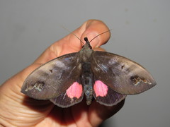 Tetrisia florigera