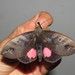 Tetrisia florigera - Photo (c) Lepidoptera Colombiana 🇨🇴, algunos derechos reservados (CC BY-NC), subido por Lepidoptera Colombiana 🇨🇴
