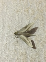 Xylophanes loelia