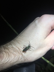 Megacyllene angulata