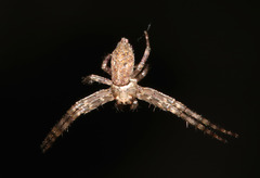 Tmarus marmoreus