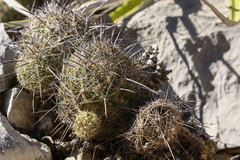 Coryphantha pseudonickelsiae