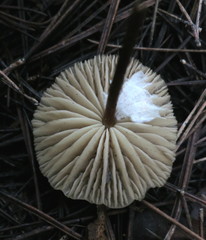 Marasmius wynneae