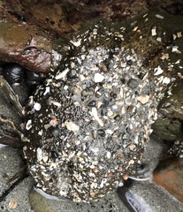 Anthopleura xanthogrammica