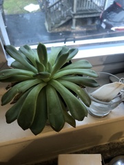 Pachyphytum