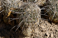 Coryphantha pseudonickelsiae