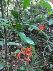 Palicourea barraensis