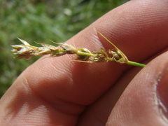 Carex occidentalis