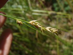 Carex occidentalis