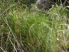 Carex occidentalis
