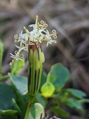 Porophyllum punctatum