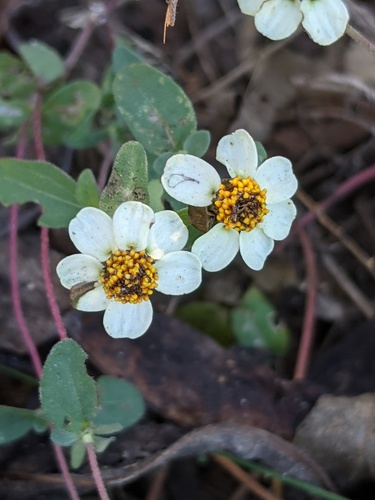 Narrowleaf zinnia (Zinnia angustifolia)