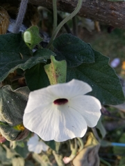 Thunbergia alata