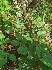 Rubus bogotensis