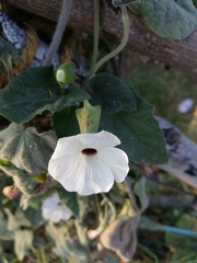 Thunbergia alata