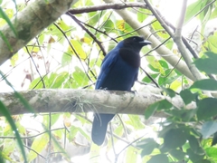 Cyanocorax caeruleus
