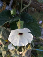 Thunbergia alata