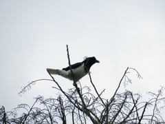 Cyanocorax cristatellus