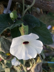 Thunbergia alata