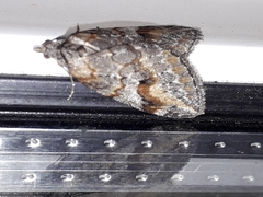 Chesias isabella