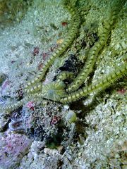 Macrophiothrix