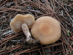 Clitocybe diatreta