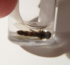 Meligramma triangulifera