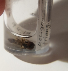 Meligramma triangulifera