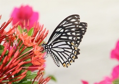 Papilio clytia