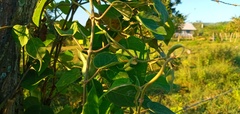 Ibatia