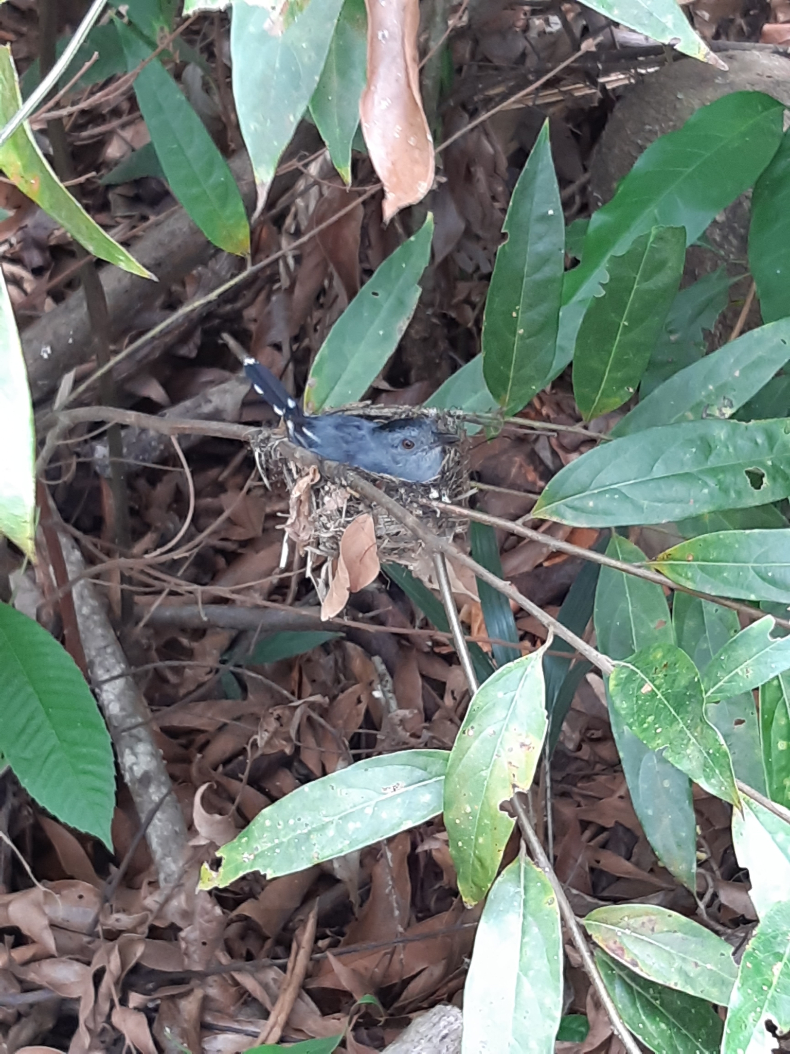 Natterer's Slaty Antshrike (Thamnophilus stictocephalus), photo 2
