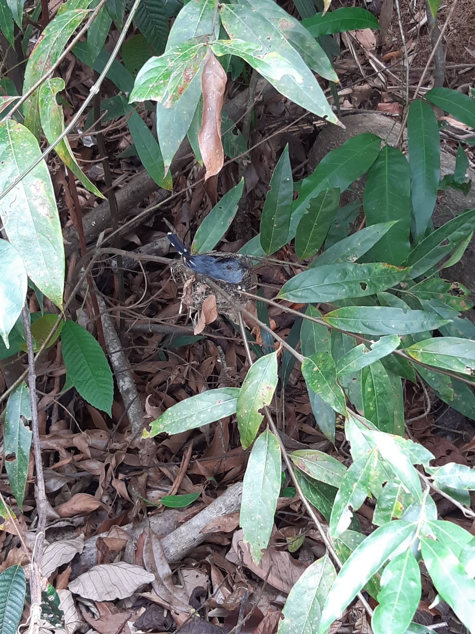 Natterer's Slaty Antshrike (Thamnophilus stictocephalus), photo 4