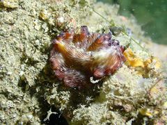 Pseudobiceros fulgor