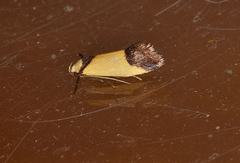 Crepidosceles timalphes